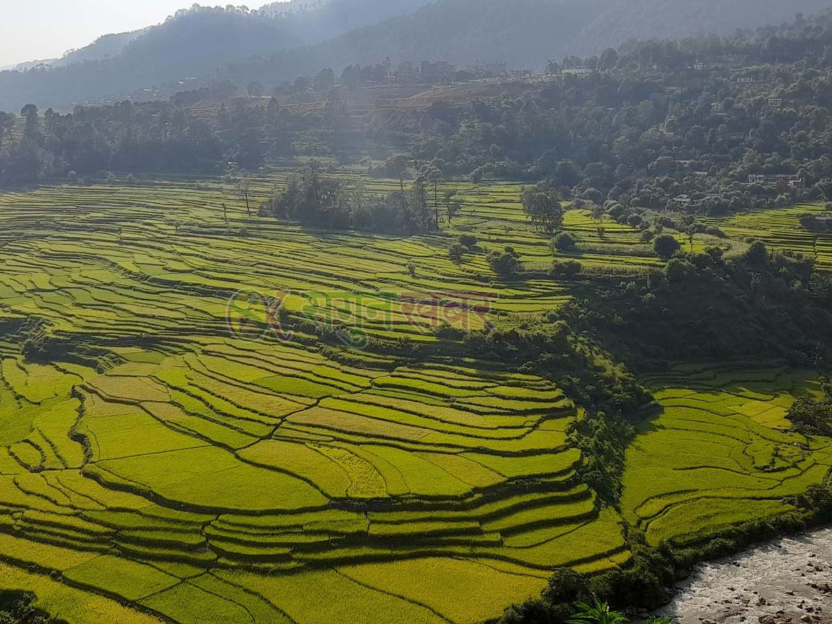 धानबालीमा रोग लागेपछि पाटनका किसान चिन्तित  